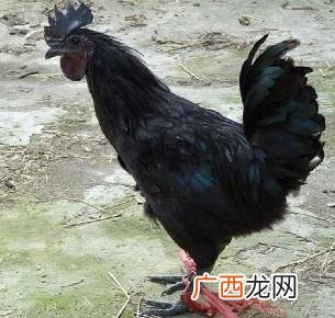 五黑鸡养殖的缺点 黑凤鸡养殖技术