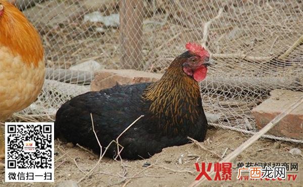 五黑鸡养殖的缺点 黑凤鸡养殖技术