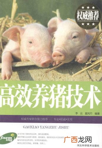 自制猪饲料配方大全 快速养猪技术