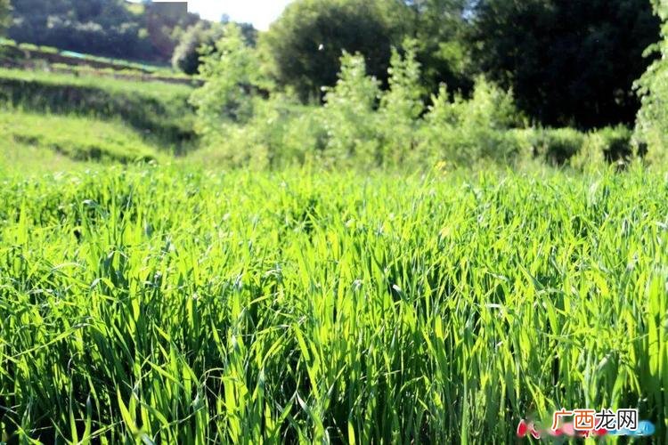 用草可以制成饲料的机器 饲草料种植技术