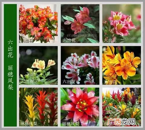 大岩桐的根部图片 花卉图片及名称大岩桐
