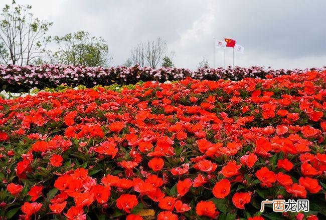 上海花博会介绍 参观上海花卉国际博览会