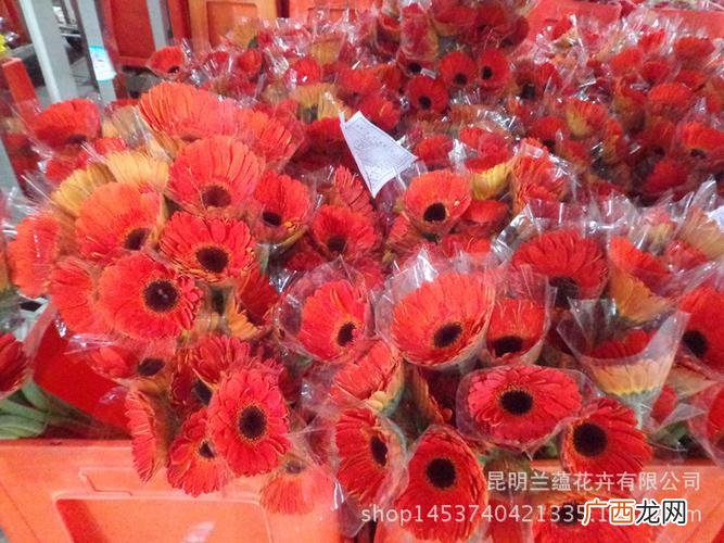 鲜花批发网 云南花卉批发花价
