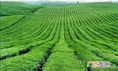 金凤茶来源介绍 金凤茶属于什么茶