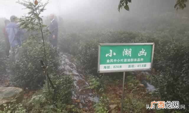 金凤茶来源介绍 金凤茶属于什么茶
