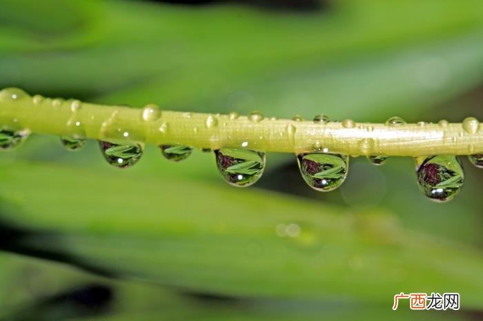 14张唯美雨景图片 春雨图片唯美