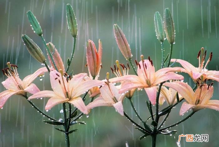 14张唯美雨景图片 春雨图片唯美