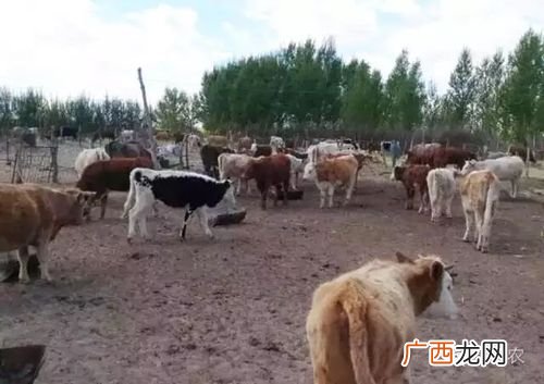 羊育肥技术 牛羊繁殖育肥技术