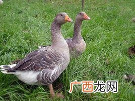 肉鹅养殖技术大全 郎德鹅养殖技术