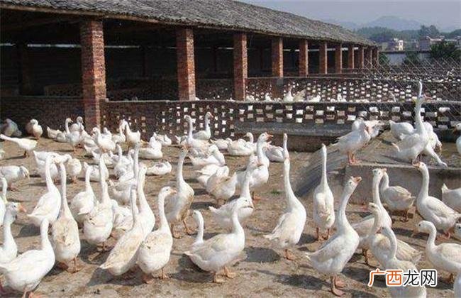最新养鹅技术视频 发酵床养鹅技术视频