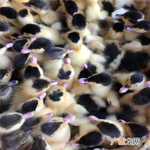 小鸭子养殖技术 小鸭养殖技术