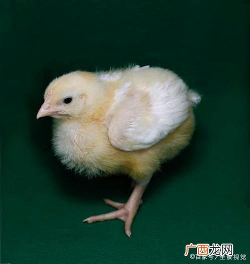 小鸡的饲养方法 雏鸡的养殖技术