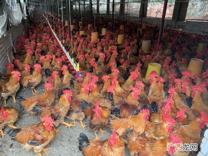 小鸡的饲养方法 雏鸡的养殖技术