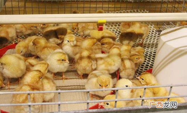 小鸡的饲养方法 雏鸡的养殖技术