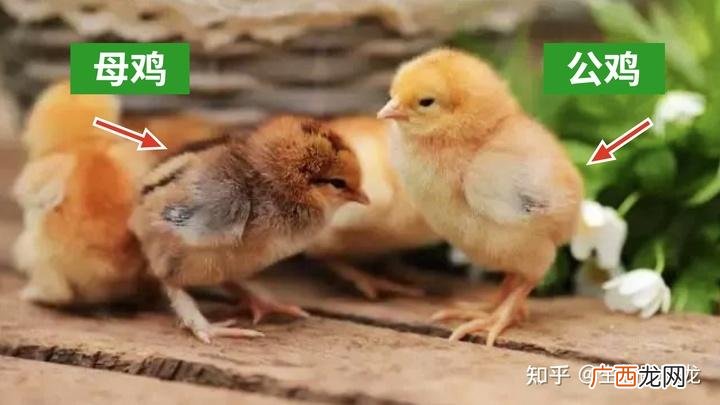 怎样简单容易分别雏鸡的公母 雏鸡雌雄鉴别技术