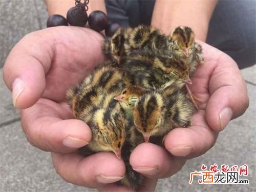 怎样简单容易分别雏鸡的公母 雏鸡雌雄鉴别技术
