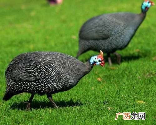 怎样简单容易分别雏鸡的公母 雏鸡雌雄鉴别技术
