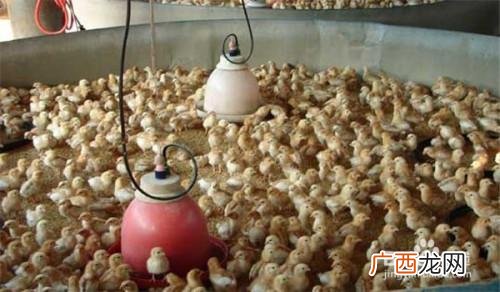 雏鸡的饲养管理 雏鸡饲养技术视频