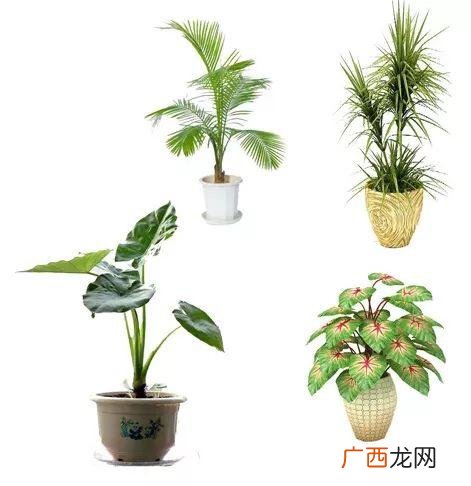 好看的盆栽花卉有哪些 室内盆栽花卉养殖技术