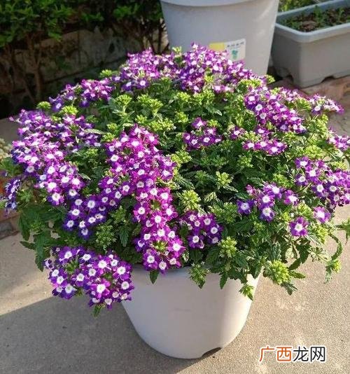 常见二年生花卉 .一二年生花卉名词解释