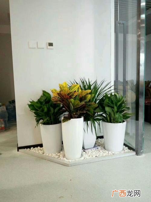 绿植花卉图片 上海花卉绿植租赁