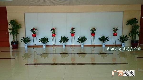 花卉租赁公司有哪些 企业租赁花卉