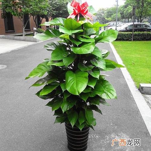 漂亮的绿萝图片大全 花卉最大绿萝图片