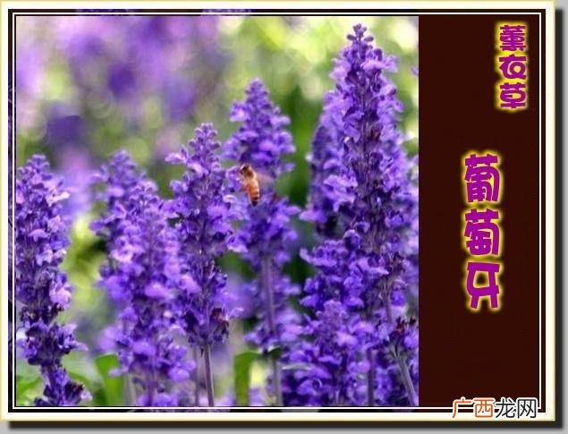 花展创意造型 有关花卉展的新闻