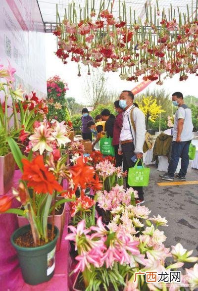 花展创意造型 有关花卉展的新闻