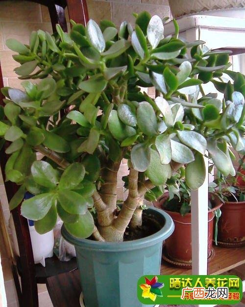 河南适合种植的花卉 中原地区花卉品种
