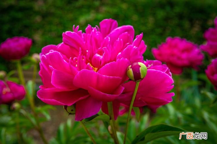 河南适合种植的花卉 中原地区花卉品种