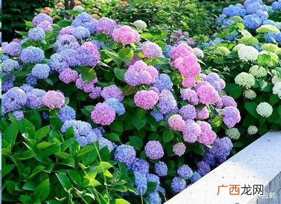 河南适合种植的花卉 中原地区花卉品种
