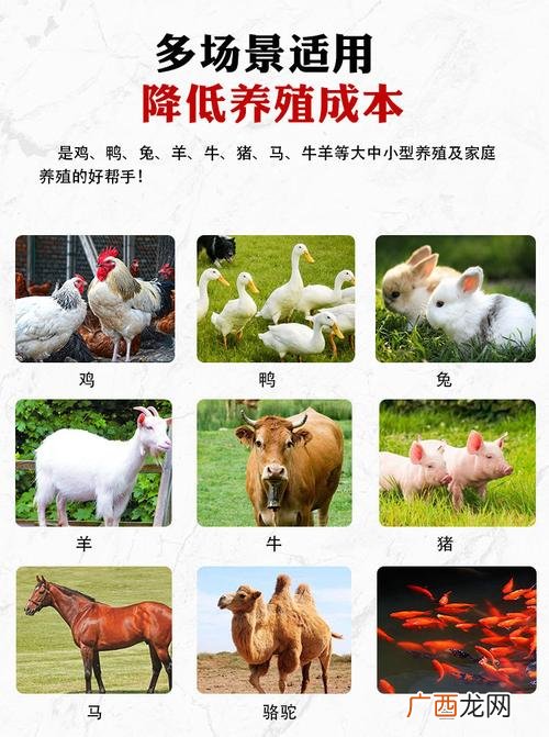 鸡养殖技术 立体养殖新技术