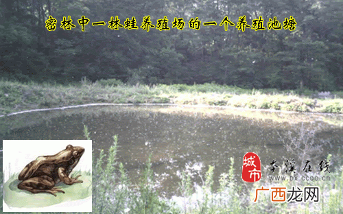 朱志明林蛙养殖公司 朱志明林蛙养殖技术