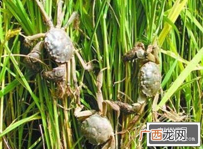 稻田养蟹算立体农业吗 稻田养蟹新技术