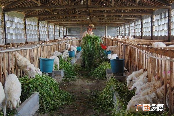 规模化养羊利润如何 规模化养羊技术培训班