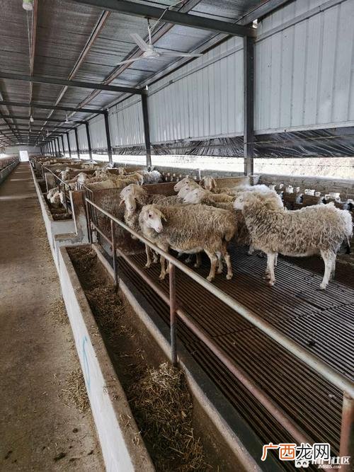 规模化养羊利润如何 规模化养羊技术培训班