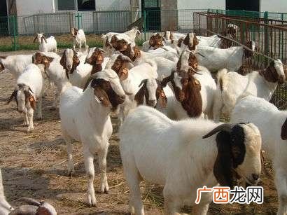 规模化养羊利润如何 规模化养羊技术培训班