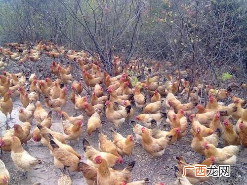 农村散养土鸡技术 散养土鸡技术