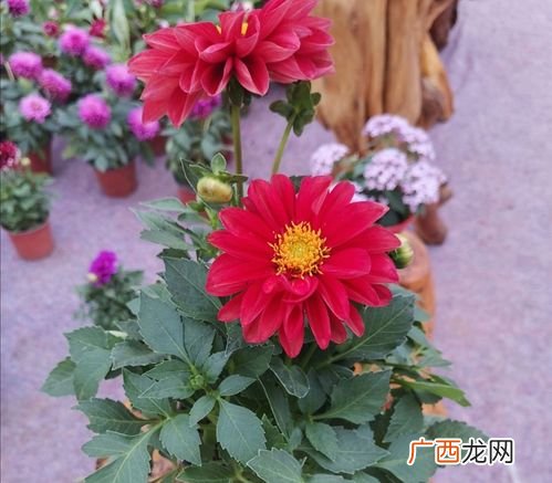 彩色君子兰小苗价格 求购花卉百子兰图片及价位