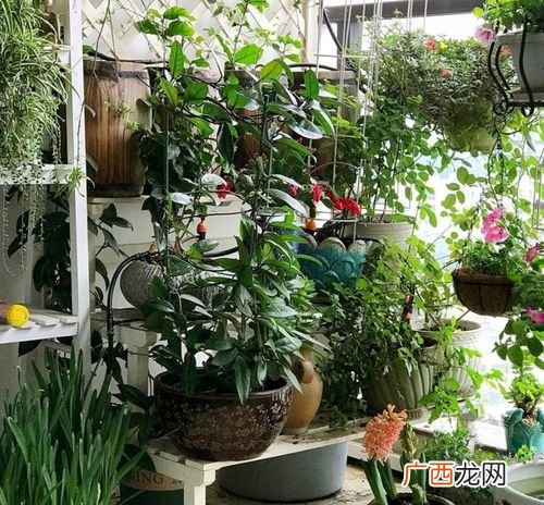 各种花的养护和护理 花卉的养护方法