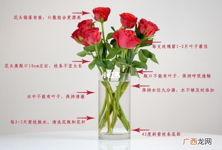 各种花的养护和护理 花卉的养护方法