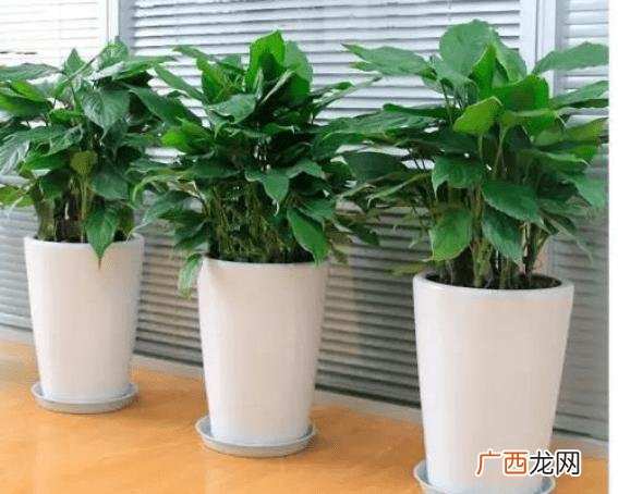 各种花的养护和护理 花卉的养护方法