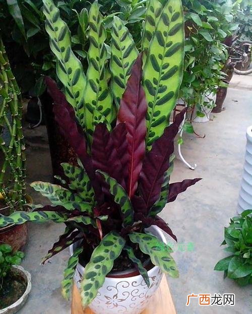 竹芋类植物大全图片名称 竹芋类花卉