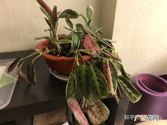 竹芋类植物大全图片名称 竹芋类花卉