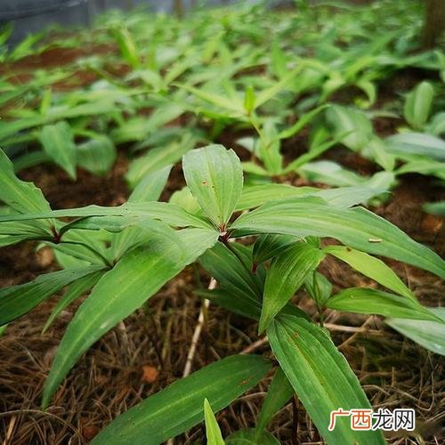 黄精泡水喝的功效 黄精花卉