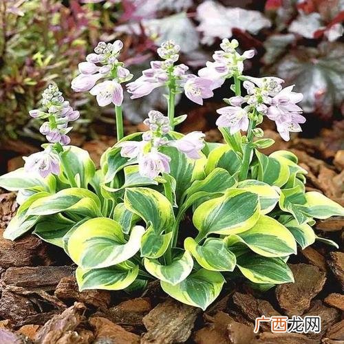 黄精泡水喝的功效 黄精花卉