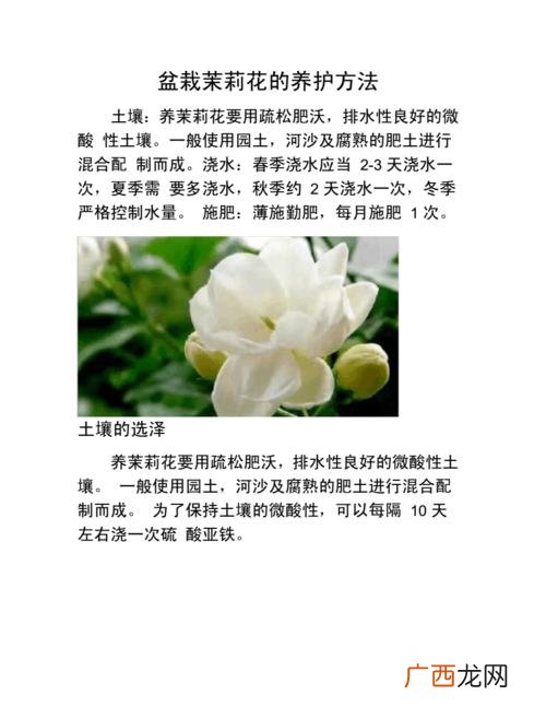 鲜花保养大全,怎样保养鲜花 花卉零售保养