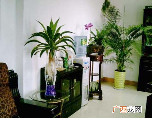 美化办公环境添置绿植 办公环境优化和花卉