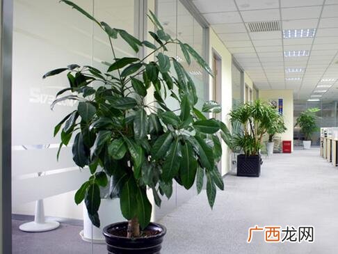 成都花卉批发市场 花卉租赁 成都